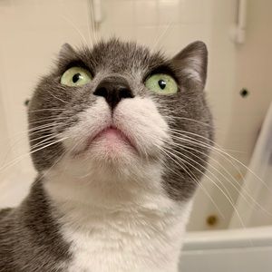 Meet your Posher, Brent